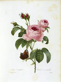 Cabbage Rose / Redouté 1835 by klassik art