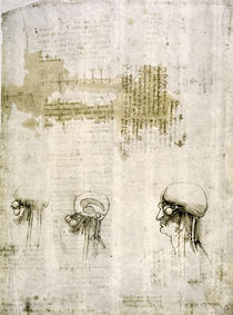 Leonardo / Gehirn mit Nervenbahnen/f. 103r by klassik art