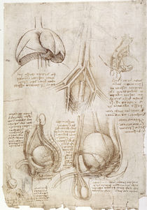 Leonardo / Lunge Blase Genitalien / fol. 106v von klassik art