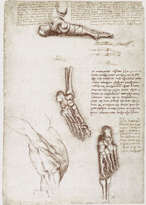 Leonardo / Schulter Fußknochen / fol. 135 r von klassik art