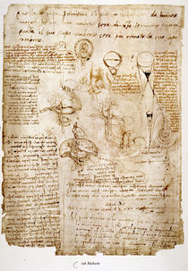 Leonardo / Bauchorgane / Embryo / fol. 198 v von klassik art