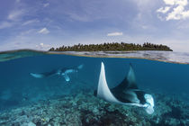 Manta Rays von Norbert Probst