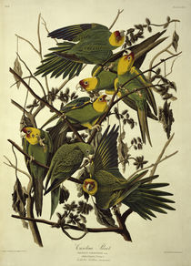 Papagei, Psittacus Carolina / n. Audubon von klassik art