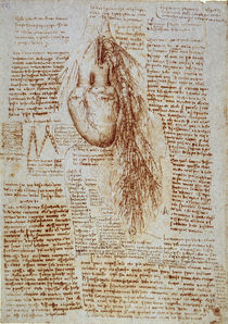 Leonardo / Herz und Umgebung / fol. 162 r von klassik art