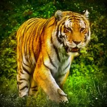 Tiger im Dschungel 1 von kattobello