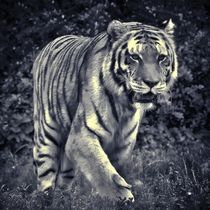 Tiger in schwarz und weiß 3 von kattobello