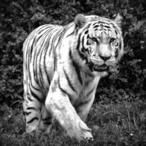 Tiger in schwarz und weiß 1 von kattobello