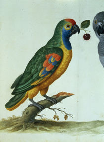 Amazon Parrot / Walther by klassik art