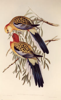 Splendid Parakeet / lithograph by Gould. by klassik art