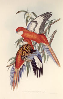 Fiery Parakeet / lithograph by Gould. by klassik art