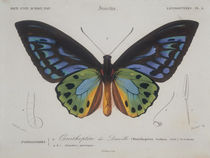 Butterflies / Ornithoptera Urvilleanus. by klassik art