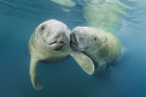 Manatee Couple von Norbert Probst