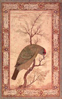 A Barbet Jahangir Period, Mughal von Mansur