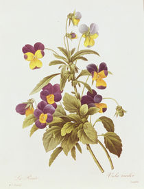 Viola Tricolour von Pierre Joseph Redoute