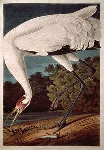Whooping Crane, from 'Birds of America' by John James Audubon