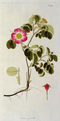 Rosa Pumila, from 'Les Roses' Vol II von Pierre Joseph Redoute