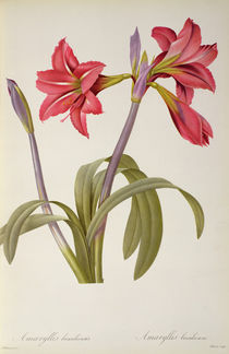 Amaryllis Brasiliensis, from `Les Liliacees' by Pierre Redoute von Pierre Joseph Redoute