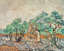 The Olive Orchard, 1889 von Vincent Van Gogh