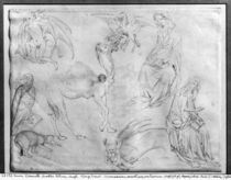 Sheet of studies, from the The Vallardi Album by Antonio Pisanello