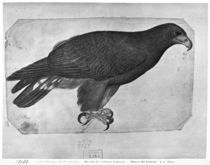 Hawk, from the The Vallardi Album von Antonio Pisanello
