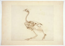 Dorking Hen Skeleton, Lateral View von George Stubbs