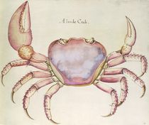 Land Crab by John White