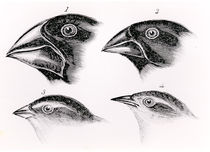 Darwin's bird observations von English School