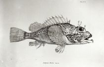 Scorpion Fish, plate 8 from 'The Zoology of the Voyage of H.M.S Beagle by English School