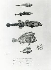Aspidophorus Chiloensis and Agriopus Hispidus by English School
