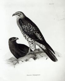 Birds of Prey, plate 2 from 'The Zoology of the Voyage of H.M.S Beagle by English School