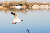 Seagull wit Ring over the Water by maxal-tamor