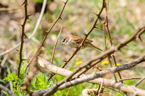Sparrow in the Thorns by maxal-tamor