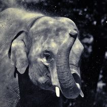 Elefant in schwarz und weiß 2 by kattobello