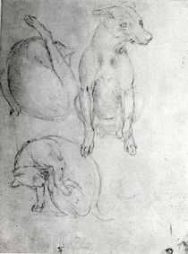 Study of a dog and a cat, c.1480 by Leonardo Da Vinci
