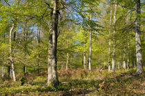 Ein Buchenwald im Frühling by Ronald Nickel