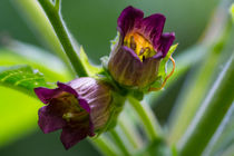 Blüte der Tollkirsche von Ronald Nickel