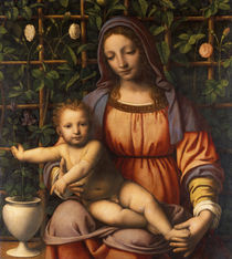 Virgin of the Rose Bush by Bernardino Luini