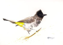 Dark Capped Bulbul by Andre Olwage