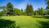 Frühlingwiese am Waldrand by Ronald Nickel