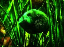 Piranha in grün by kattobello