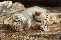 Gute Nacht kleiner Tiger von Katerina Mirus