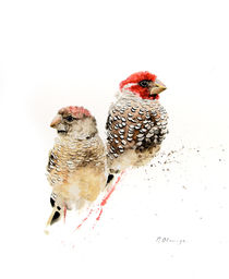 Red Headed Finches von Andre Olwage