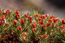 Blüten im Moos von Ronald Nickel