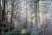 Lichtstrahlen im vereisten Wald by Manfred Herrmann