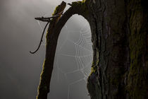 Nebel und Spinnweben im Wald by Ronald Nickel