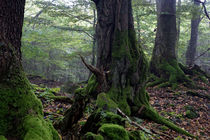 Mächtige Bäume im Wald von Ronald Nickel