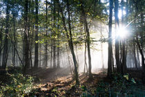 Morgennebel im herbstlichen Wald by Ronald Nickel
