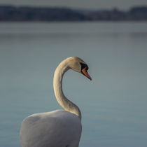 Schwan-Portrait by jazzlight