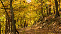 Bei Sonnenschein durch den goldenen Herbst von Ronald Nickel