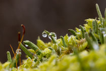 Flechten, Moose, Eis und Wassertropfen von Ronald Nickel